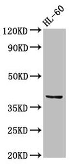 CCRL2 Antibody in Western Blot (WB)