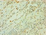 CD33 Polyclonal Antibody