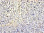 CD46 Polyclonal Antibody