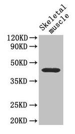 CD46 Antibody in Western Blot (WB)