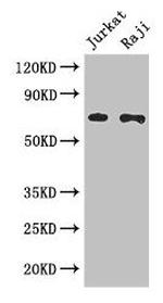 Cdc25B Antibody in Western Blot (WB)