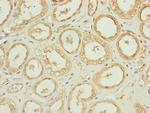Cdc45L Antibody in Immunohistochemistry (Paraffin) (IHC (P))