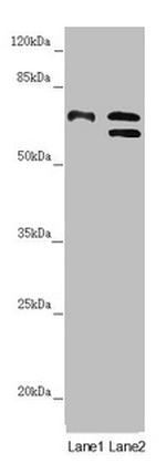 Cdc45L Antibody in Western Blot (WB)