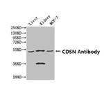 CDSN Antibody in Western Blot (WB)