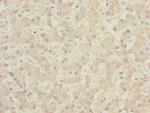 CENPK Antibody in Immunohistochemistry (Paraffin) (IHC (P))