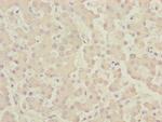CENPK Polyclonal Antibody