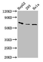 Complement Factor I Antibody in Western Blot (WB)