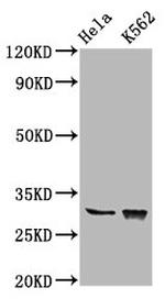 Chondrolectin Antibody in Western Blot (WB)