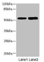 CHRNE Antibody in Western Blot (WB)