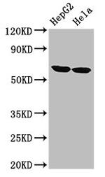 CKAP4 Antibody in Western Blot (WB)