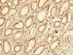 CLEC18A Antibody in Immunohistochemistry (Paraffin) (IHC (P))