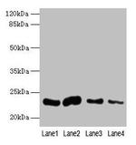 CLEC3A Antibody in Western Blot (WB)