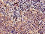 COX4NB Antibody in Immunohistochemistry (Paraffin) (IHC (P))