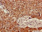 COX4NB Antibody in Immunohistochemistry (Paraffin) (IHC (P))