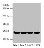 COX4NB Antibody in Western Blot (WB)