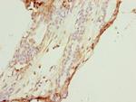 COX7A2L Antibody in Immunohistochemistry (Paraffin) (IHC (P))