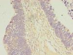 Carboxypeptidase A2 Polyclonal Antibody