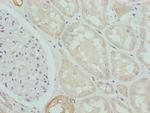 CPN1 Antibody in Immunohistochemistry (Paraffin) (IHC (P))