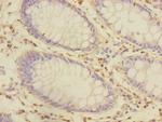 CRIP1 Antibody in Immunohistochemistry (Paraffin) (IHC (P))