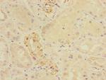 CRIP1 Antibody in Immunohistochemistry (Paraffin) (IHC (P))