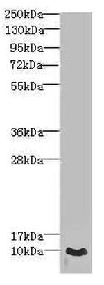 CRIP1 Antibody in Western Blot (WB)