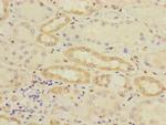 CRIP2 Antibody in Immunohistochemistry (Paraffin) (IHC (P))