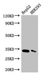 CrkL Antibody in Western Blot (WB)