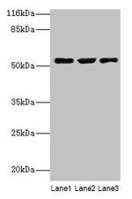CRNN Antibody in Western Blot (WB)
