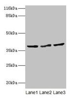 CRYZL1 Polyclonal Antibody