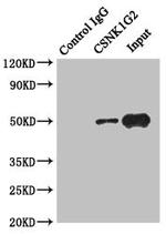 CK1 gamma-2 Antibody in Western Blot (WB)