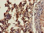 Cathepsin H Antibody in Immunohistochemistry (Paraffin) (IHC (P))