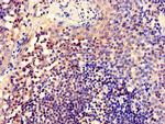 CUG-BP2 Antibody in Immunohistochemistry (Paraffin) (IHC (P))