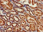 CYB5B Antibody in Immunohistochemistry (Paraffin) (IHC (P))
