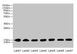 CYB5B Antibody in Western Blot (WB)