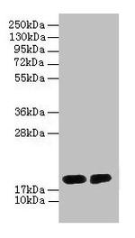 G72 Polyclonal Antibody
