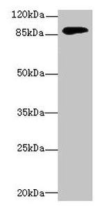 DGKG Polyclonal Antibody