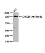 DHX15 Polyclonal Antibody