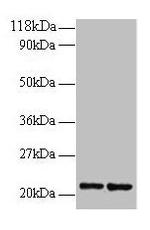 RPS9 Polyclonal Antibody