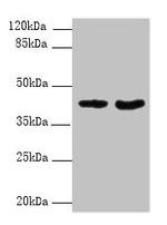 DMKN Polyclonal Antibody