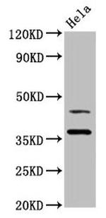 HDJ2 Antibody in Western Blot (WB)