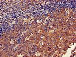 DOK3 Antibody in Immunohistochemistry (Paraffin) (IHC (P))