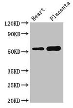 DOK3 Antibody in Western Blot (WB)