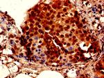 DNAL4 Antibody in Immunohistochemistry (Paraffin) (IHC (P))