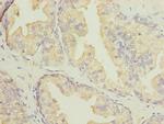 DNALI1 Polyclonal Antibody