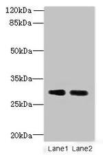 DNALI1 Antibody in Western Blot (WB)