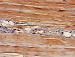 EAPP Polyclonal Antibody