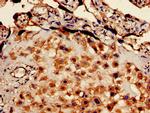 EBI3 Antibody in Immunohistochemistry (Paraffin) (IHC (P))