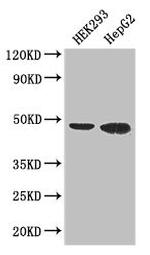 EBI3 Antibody in Western Blot (WB)