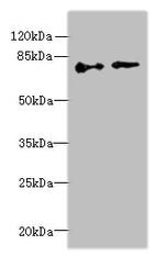 ECD Polyclonal Antibody
