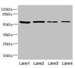 EDIL3 Antibody in Western Blot (WB)